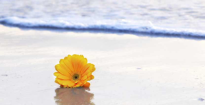 Honeymoon Island Flower on Beach