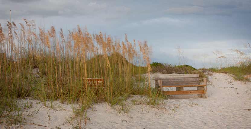Honeymoon Island with Tall Grass and Bench in Sand