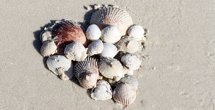 Heart made out of seashells in the sand