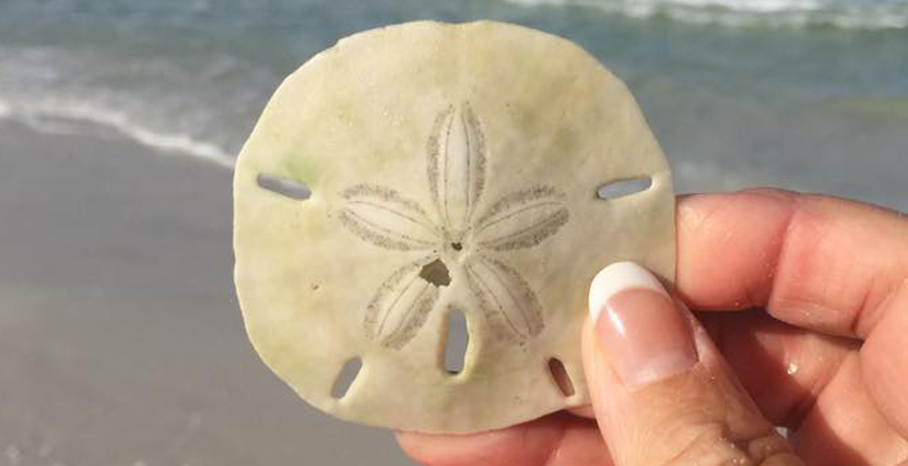 Sand Dollar found by guest on Caladesi Island